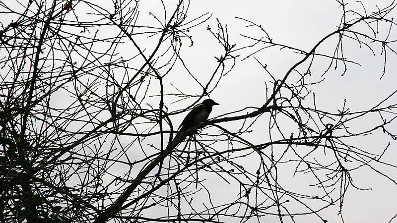 Ensam fågel bland trädgrenar