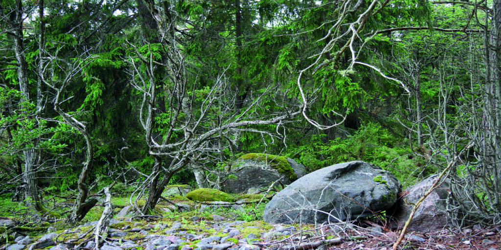 Naturens superkraft