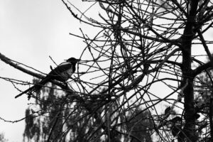 Ensam fågel: Fotograf: Monica Atterberg