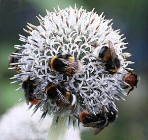 Bolltistel med humlor. Foto: Monica Atterberg