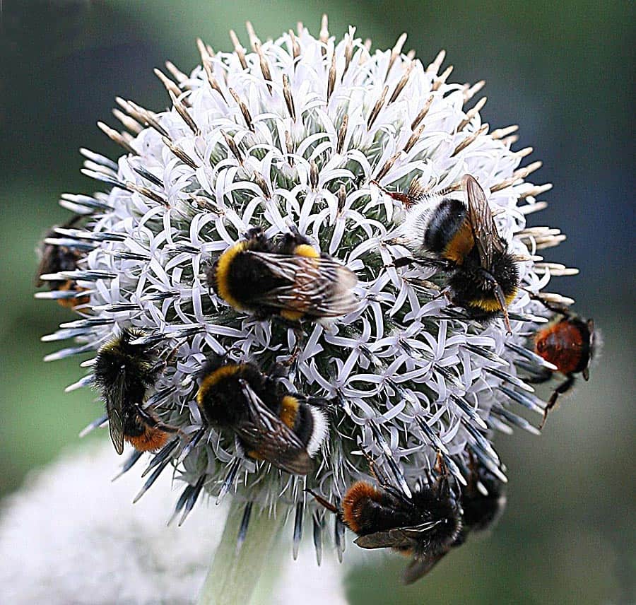 Bolltistel med humlor. Foto: Monica Atterberg