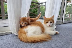 Brunvita katter, en vuxen och en kattunge inne i ett hus. Man ser också en veranda.