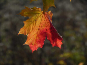 Rött och gult höstlöv som symboliserar sorg. Foto: Johanna Eriksson