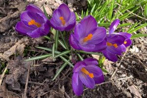 Mörkblå/lila krokus i mars 2021 Foto: Monica Atterberg