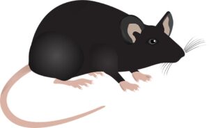 Laboratoriemus. Foto: Mc Murryjulie från Pixabay