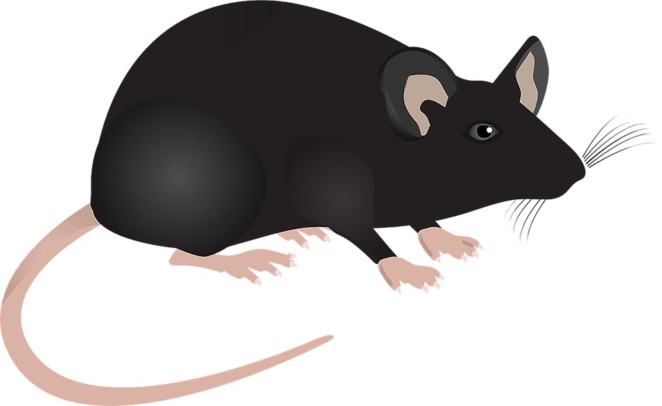 Laboratoriemus. Foto: Mc Murryjulie från Pixabay