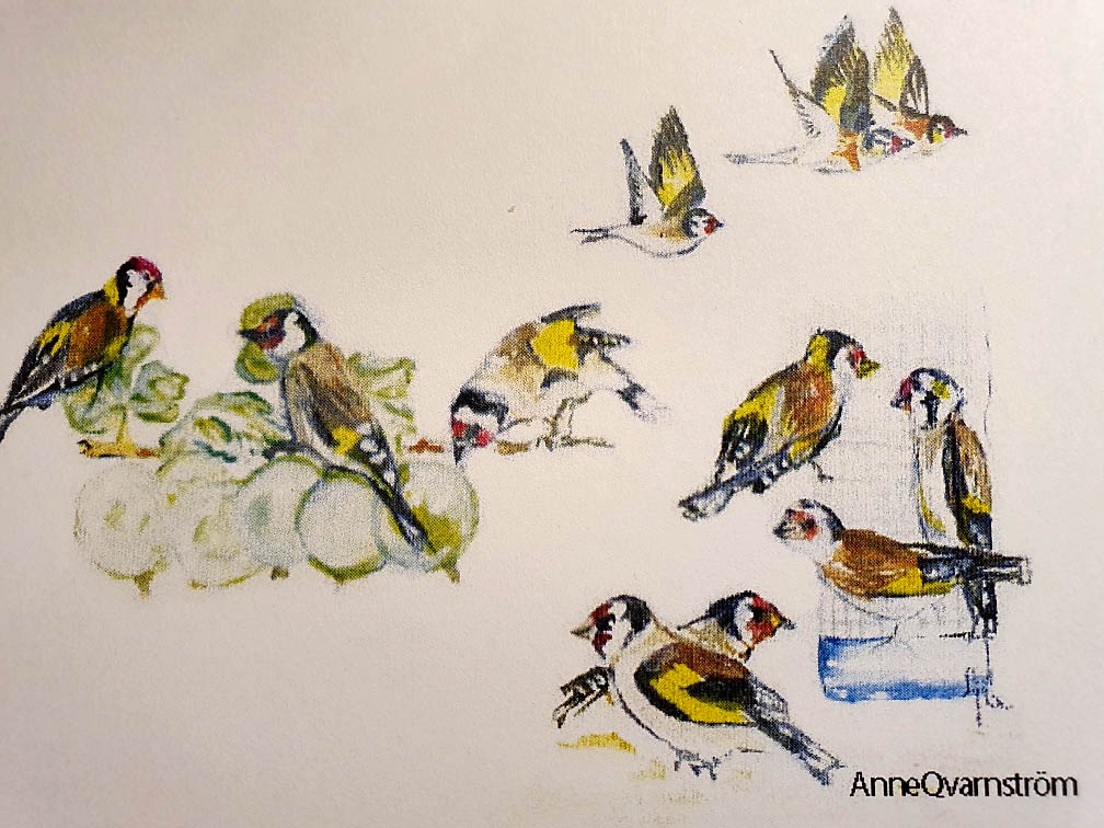 Fullt med småfåglar. Bild: Ann Qvarnström