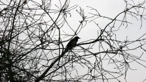 Ensam fågel bland trädgrenar