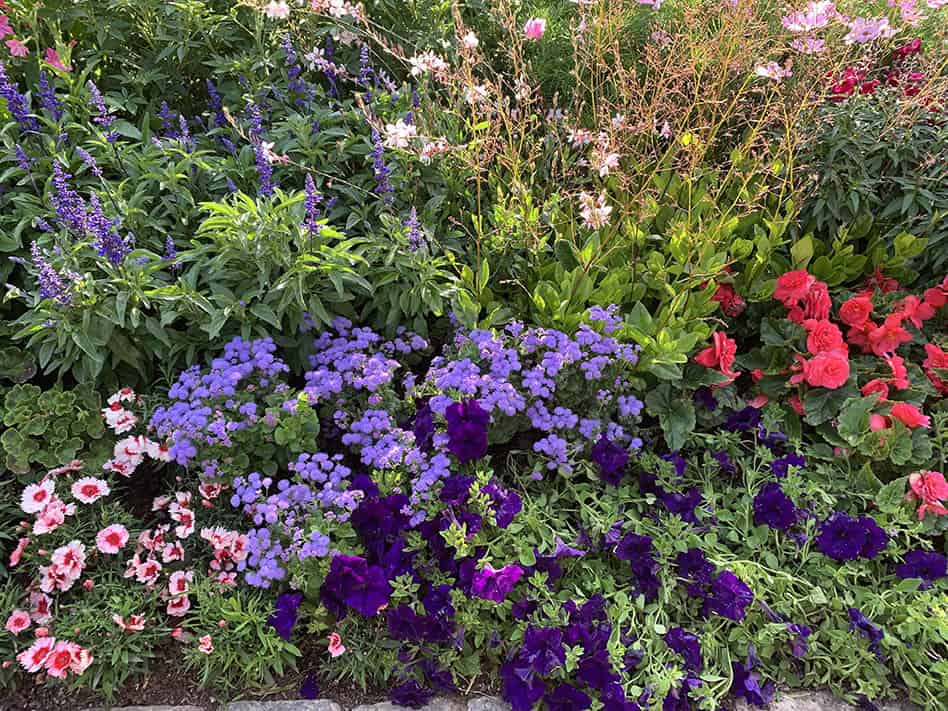 Sommar och blommor