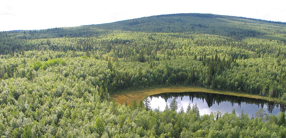Här syns Ranesvare naturreservat i Jokkmokk/Gällivare. En skyddsvärd skog som bidrar med att dämpa klimatförändringarna.