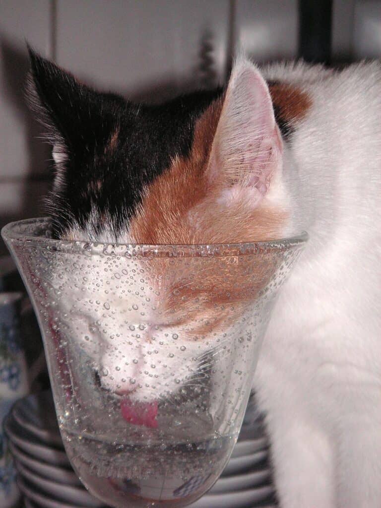 Katt som dricker ur ett glas