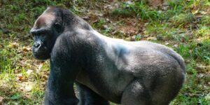 Apa. Foto_ Pressbild, Uppsala universitet