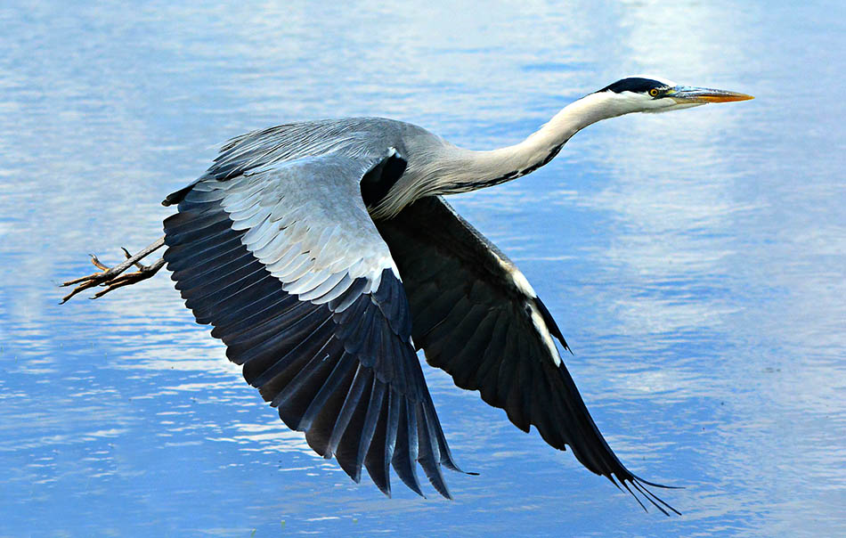 En flygande häger. Foto: Mabel Amber, Pixabay