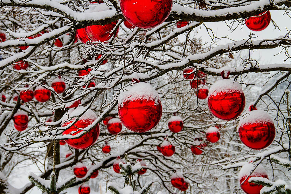 Röda pomlor i ett snöigt träd. Foto: 5598375, Pixabay