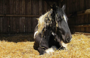 Häst som ligger i hö. Foto: Miriam Müller