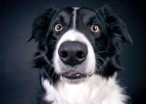 Vallhund. Foto: Nancy Sticke från Pixabay