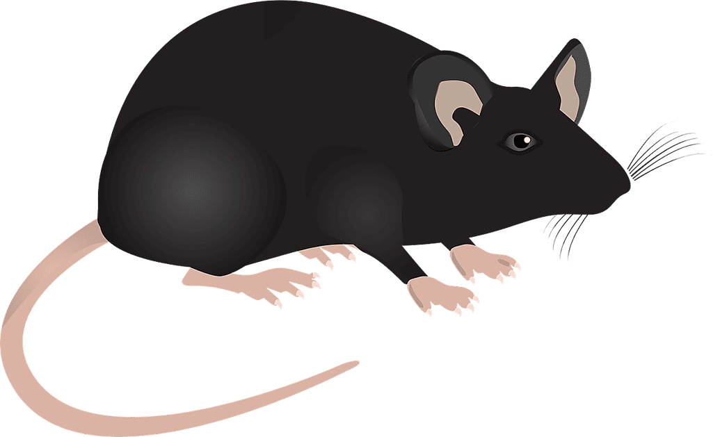 Lab-mus, målad, svart med lång brun svans. Foro: Pixabay, mcmurryjulie