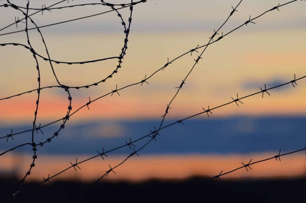 taggtråd i soluppgång