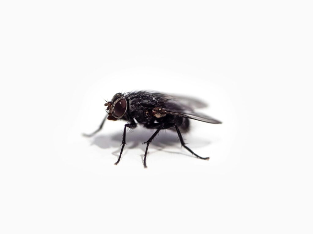 Närbild på husfluga.