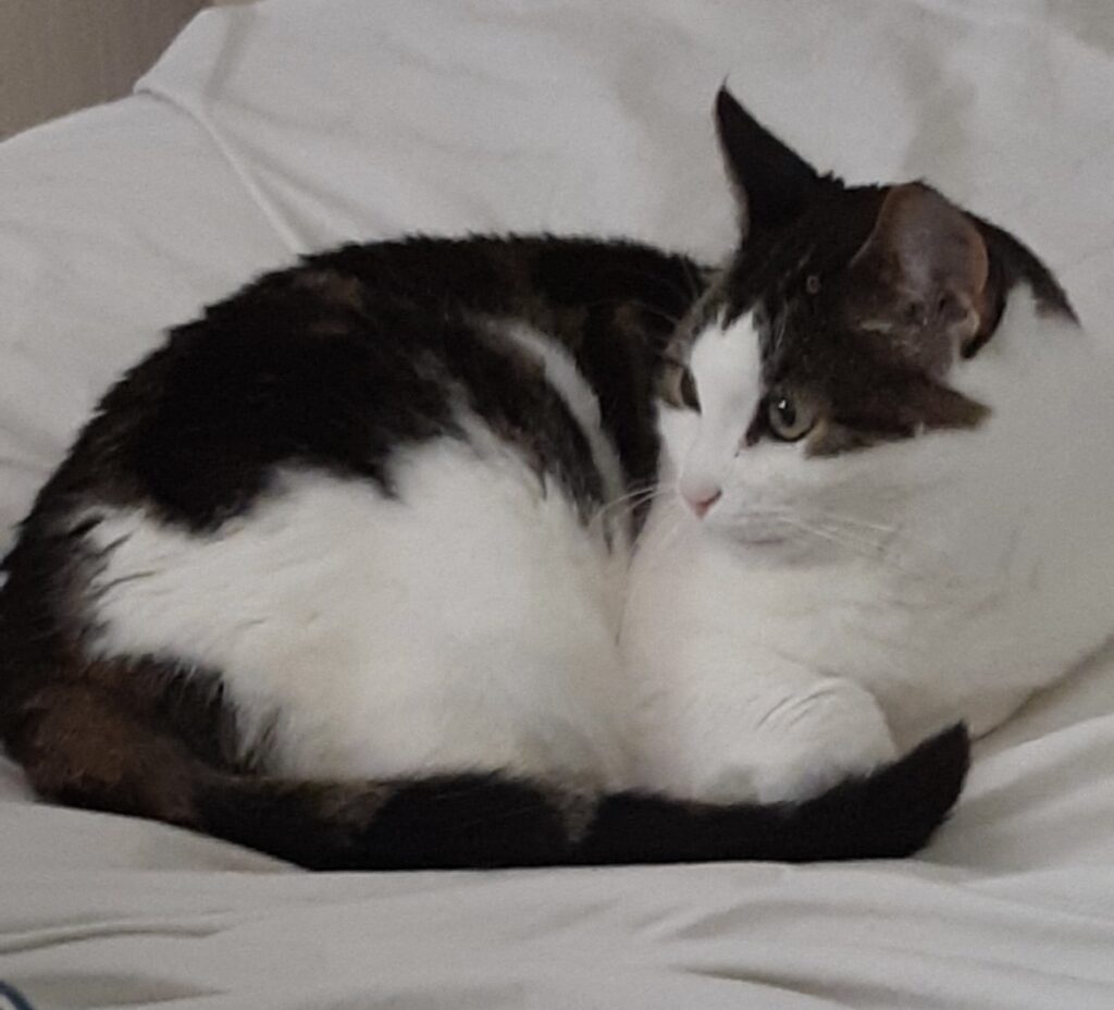 Katten rosa svart och vit