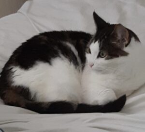 Katten rosa svart och vit